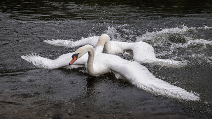 mute swan cygnus olor