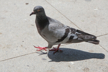Pigeon walking on paving stones in the city . One dove stand up on marble wall . Feral pigeons, also called city doves, city pigeons, or street pigeons Doves .