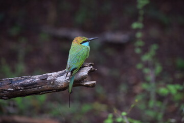 bird on the branch  sri lanka