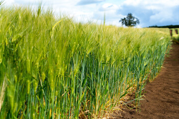 Ripening bearded barley on a cloudy summer day. It is a member of the grass family, is a major cereal grain grown in temperate climates globally.

