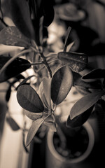 Leaf in foucos. Plants in flowerpot. Brown background.