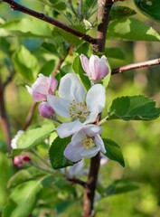 blooming tender pink blossoms of an apple tree
