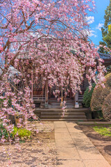 Japanese pink sakura cherry blossoms weeping tree in front of the Bishamon Hall dedicated to one of the seven lucky gods Shichifukujin in the Tennō-ji temple of Yanaka.