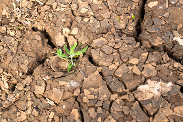 A small green plant emerges from cracked and dry soil in a field containing bearded barley, 