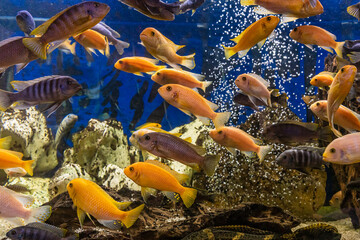 Fototapeta na wymiar Aquarium with cichlids fish from lake malawi