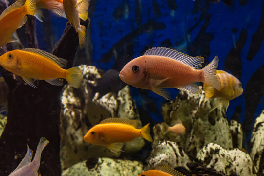Aquarium with cichlids fish from lake malawi