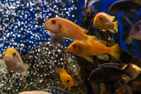 Aquarium with cichlids fish from lake malawi
