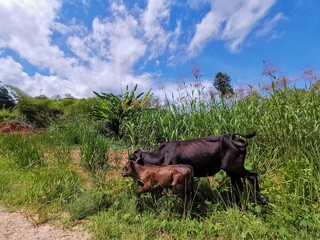 Beautiful green forest and blue sky above during a trekking in Tambunan, Sabah. Malaysia, Borneo....