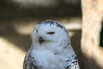 Schneeeule schaut interressiert