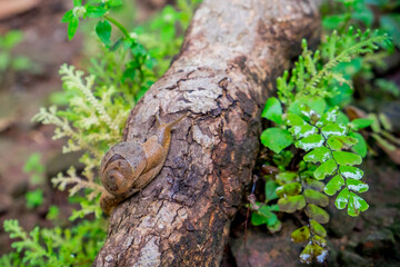 Megaustenia siamensis, snail's climbing on the branch in the forest at national park of Thailand.