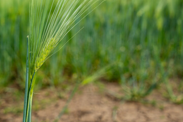 Ripening bearded barley on a cloudy summer day. It is a member of the grass family, is a major cereal grain grown in temperate climates globally.
