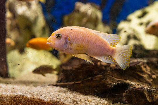 Aquarium with cichlids fish from lake malawi