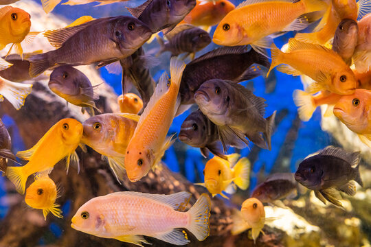 Aquarium with cichlids fish from lake malawi