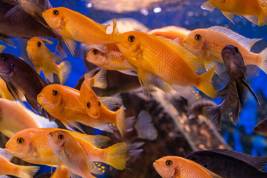 Aquarium with cichlids fish from lake malawi