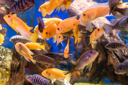 Aquarium with cichlids fish from lake malawi