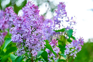 Close up beautiful lilac flowers blur background