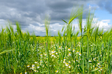 Ripening bearded barley and camomile on a bright summer day. It is a member of the grass family, is a major cereal grain grown in temperate climates globally.