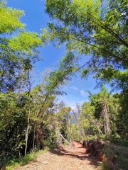 Fototapeta na wymiar Beautiful green forest and blue sky above during a trekking in Tambunan, Sabah. Malaysia, Borneo. The Land Below The Wind.