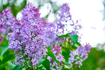 Obraz premium Close up beautiful lilac flowers blur background