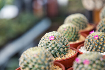 pink cactus flower. small cactus flower in cactus pots close up.