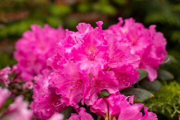 Blooming rhododendron in the May garden.
