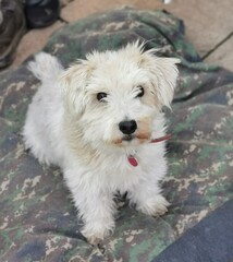 white terrier puppy