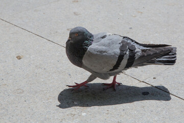 Pigeon walking on paving stones in the city . One dove stand up on marble wall . Feral pigeons, also called city doves, city pigeons, or street pigeons Doves .