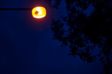 street lantern in foliage at night low light