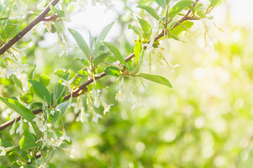 Background of spring green spring tender leaves and flowers. Spring bloom.