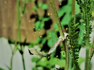 spider on the web