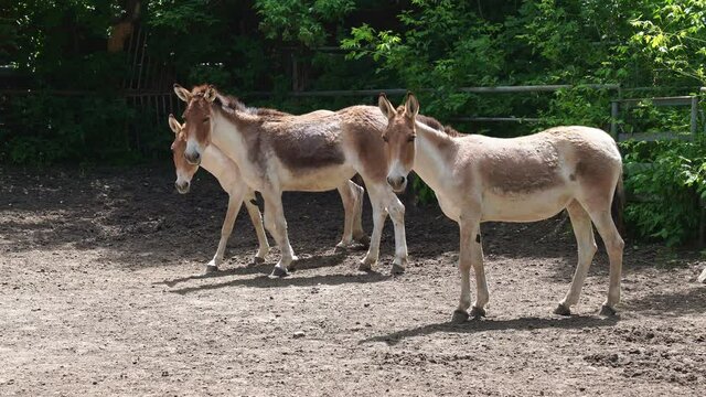 group of Turkmen Kulan.cloven-hoofed animals in zoo. observation of wild animals