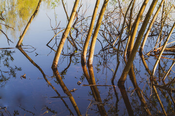 Old big tree in the spring on the pond. Reflection of the trunk, branches, sky in the clear water of the lake.