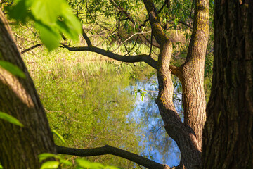 Old big tree in the spring on the pond. Thick branches with rough bark.