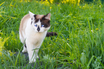 White and black cat on a green meadow.Cute animal with blue eyes.