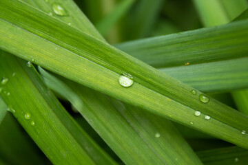 Obraz premium Dewdrops close up on the grass in the early morning