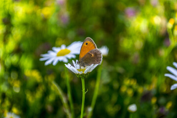 butterfly on a flower