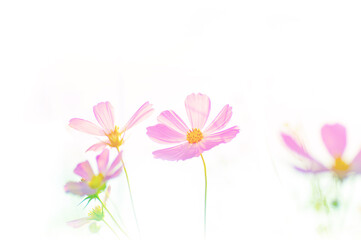 Fototapeta premium 可愛いコスモス
