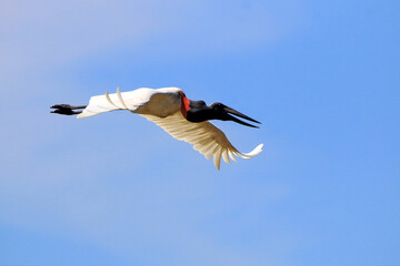 Jabiru (Jabiru mycteria) flying under a blue sky in the Pantanal of Mato Grosso. Brazil