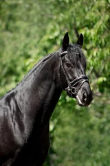 Fototapeten Beautiful black horse in a green garden © Мария Старосельцева