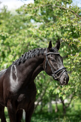 Obraz premium Beautiful black horse in a green garden