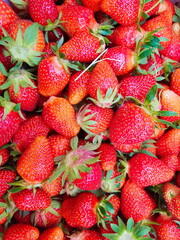 Erdbeeren soweit das Auge reicht