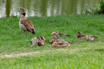 Egyptian goose family with goslings in the grass, Alopochen aegyptiaca or Nilgans
