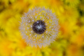 a bouquet of dandelions close-up