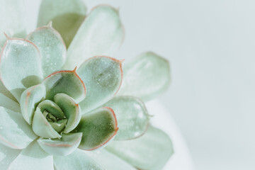 succulent flower in a white pot on a light background. close up