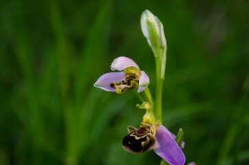 Orchidea selvatica 