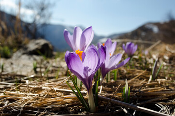 Crocus viola in primavera nelle montagne