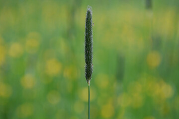 insects sit on a stalk of a kinktail tail fracture. kink foxtail is a species in the sweet grass family.