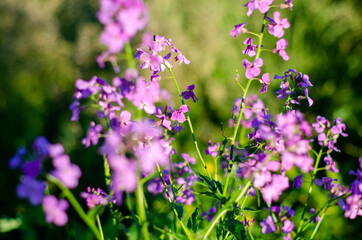 Violet flowers