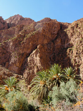 Cliff in the desert with palm trees at the botom
