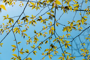 yellow leaves against blue sky